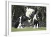 Gypsy Vanner 012-Bob Langrish-Framed Photographic Print