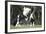 Gypsy Vanner 012-Bob Langrish-Framed Photographic Print