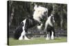 Gypsy Vanner 012-Bob Langrish-Stretched Canvas