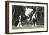 Gypsy Vanner 012-Bob Langrish-Framed Photographic Print