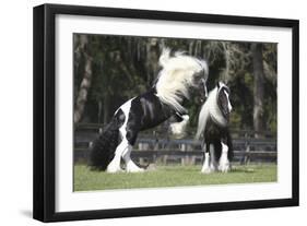 Gypsy Vanner 012-Bob Langrish-Framed Photographic Print