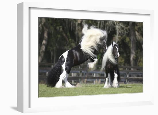 Gypsy Vanner 012-Bob Langrish-Framed Photographic Print