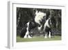 Gypsy Vanner 012-Bob Langrish-Framed Photographic Print