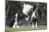 Gypsy Vanner 012-Bob Langrish-Mounted Photographic Print