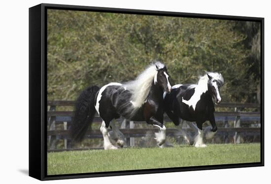 Gypsy Vanner 013-Bob Langrish-Framed Stretched Canvas