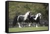 Gypsy Vanner 013-Bob Langrish-Framed Stretched Canvas