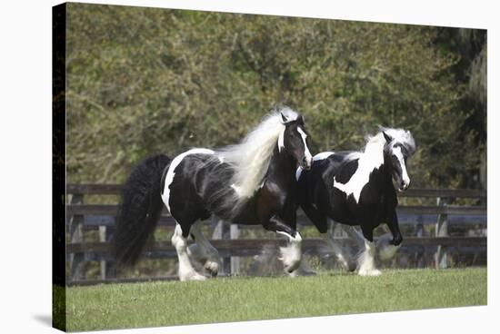 Gypsy Vanner 013-Bob Langrish-Stretched Canvas