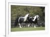 Gypsy Vanner 013-Bob Langrish-Framed Photographic Print