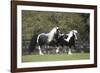 Gypsy Vanner 013-Bob Langrish-Framed Photographic Print