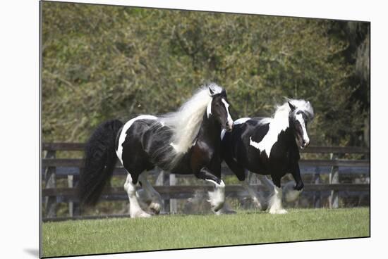 Gypsy Vanner 013-Bob Langrish-Mounted Photographic Print