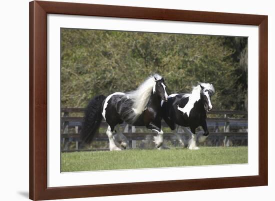 Gypsy Vanner 013-Bob Langrish-Framed Photographic Print