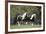 Gypsy Vanner 013-Bob Langrish-Framed Photographic Print