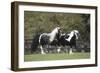 Gypsy Vanner 013-Bob Langrish-Framed Photographic Print