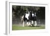 Gypsy Vanner 018-Bob Langrish-Framed Photographic Print