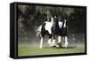 Gypsy Vanner 018-Bob Langrish-Framed Stretched Canvas