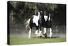 Gypsy Vanner 018-Bob Langrish-Stretched Canvas