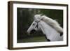 Gypsy Vanner 019-Bob Langrish-Framed Photographic Print