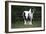 Gypsy Vanner 028-Bob Langrish-Framed Photographic Print