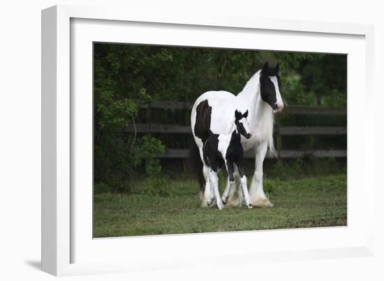 Gypsy Vanner 028-Bob Langrish-Framed Photographic Print