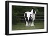 Gypsy Vanner 028-Bob Langrish-Framed Premium Photographic Print