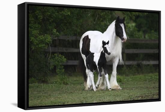 Gypsy Vanner 028-Bob Langrish-Framed Stretched Canvas