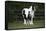 Gypsy Vanner 028-Bob Langrish-Framed Stretched Canvas