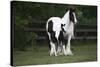 Gypsy Vanner 028-Bob Langrish-Stretched Canvas