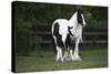 Gypsy Vanner 028-Bob Langrish-Stretched Canvas