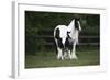 Gypsy Vanner 028-Bob Langrish-Framed Photographic Print