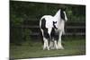 Gypsy Vanner 028-Bob Langrish-Mounted Photographic Print