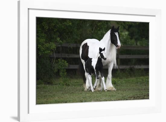 Gypsy Vanner 028-Bob Langrish-Framed Photographic Print