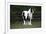 Gypsy Vanner 028-Bob Langrish-Framed Photographic Print