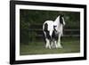 Gypsy Vanner 028-Bob Langrish-Framed Photographic Print