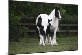 Gypsy Vanner 028-Bob Langrish-Mounted Photographic Print