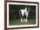 Gypsy Vanner 028-Bob Langrish-Framed Photographic Print