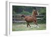 Gypsy Vanner 029-Bob Langrish-Framed Photographic Print