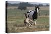 Gypsy Vanner 037-Bob Langrish-Stretched Canvas