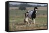 Gypsy Vanner 037-Bob Langrish-Framed Stretched Canvas