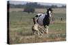 Gypsy Vanner 037-Bob Langrish-Stretched Canvas