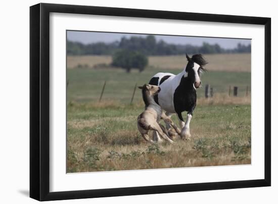 Gypsy Vanner 037-Bob Langrish-Framed Photographic Print