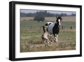 Gypsy Vanner 037-Bob Langrish-Framed Photographic Print