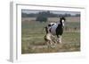 Gypsy Vanner 037-Bob Langrish-Framed Photographic Print