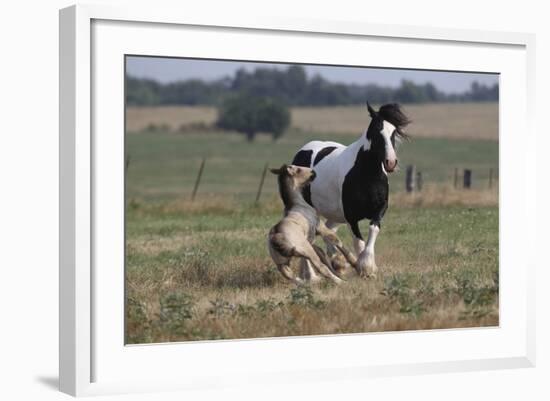 Gypsy Vanner 037-Bob Langrish-Framed Photographic Print