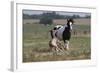 Gypsy Vanner 037-Bob Langrish-Framed Photographic Print