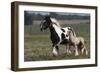 Gypsy Vanner 038-Bob Langrish-Framed Photographic Print