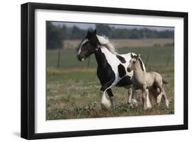 Gypsy Vanner 038-Bob Langrish-Framed Photographic Print