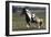 Gypsy Vanner 038-Bob Langrish-Framed Photographic Print