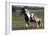 Gypsy Vanner 038-Bob Langrish-Framed Photographic Print