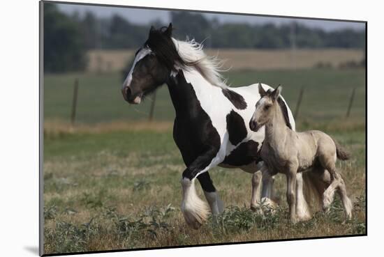 Gypsy Vanner 038-Bob Langrish-Mounted Photographic Print