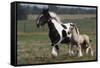 Gypsy Vanner 038-Bob Langrish-Framed Stretched Canvas